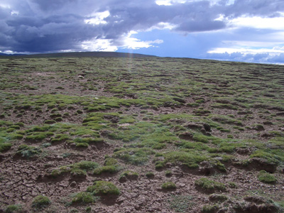 The grassland degeneration in the Source Region of the Yangtze River